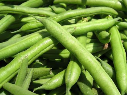 四季豆的營養價值-四季豆的功效與作用