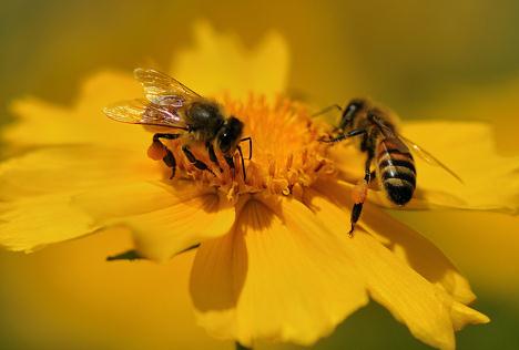 花粉的功效與作用-花粉怎麼吃