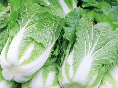 大白菜的營養價值-大白菜的食用功效-大白菜的營養成分