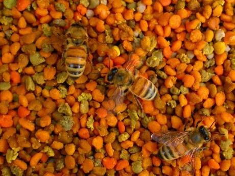 蜂花粉的作用與功效-蜂花粉的食用方法