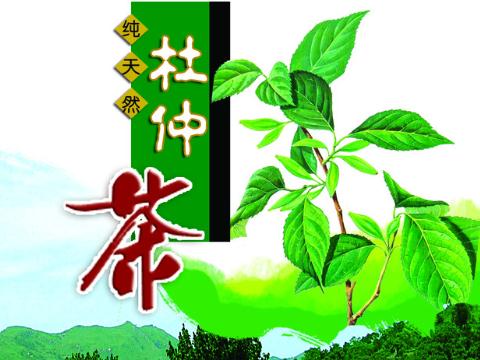 杜仲茶的營養價值-杜仲茶的作用與功效-杜仲茶的沖泡方法