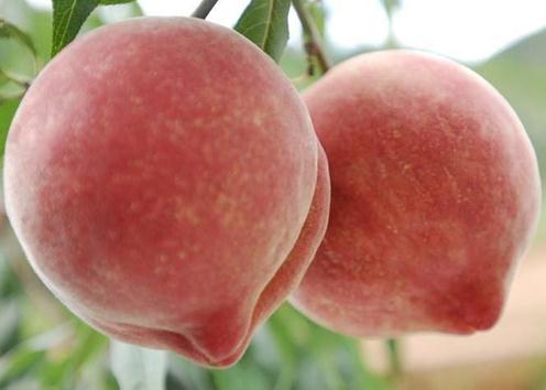 水蜜桃的營養價值-水蜜桃的功效與作用