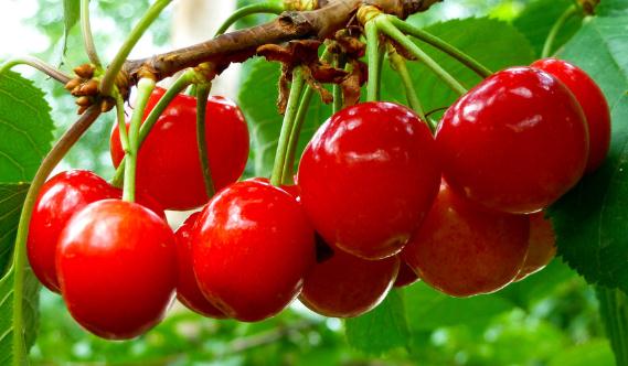 櫻桃的營養價值-櫻桃的功效與作用