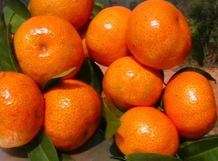 蜜橘的營養價值-蜜橘的食療作用