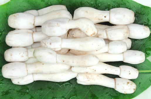 雞腿菇的營養價值-雞腿菇的功效與作用