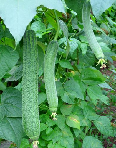 絲瓜的功效與作用-絲瓜的營養價值