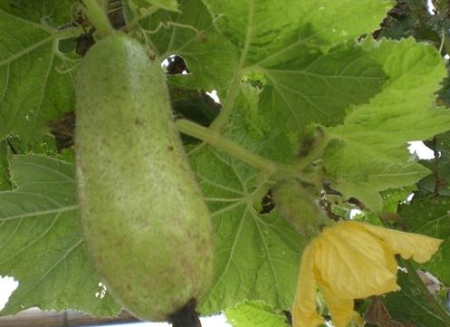 角瓜的營養價值-角瓜的功效與作用
