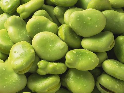 蠶豆的功效與作用-蠶豆的營養價值-蠶豆的食用功效