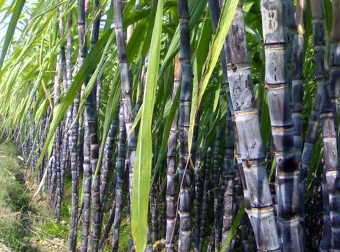 甘蔗的營養價值-甘蔗的功效與作用