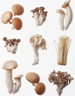 蘑菇的營養價值