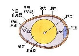 每100克雞蛋的營養成分