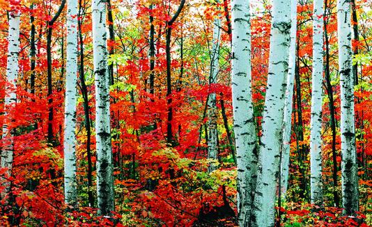 桦木的清潔保養方法-桦木板材的優缺點