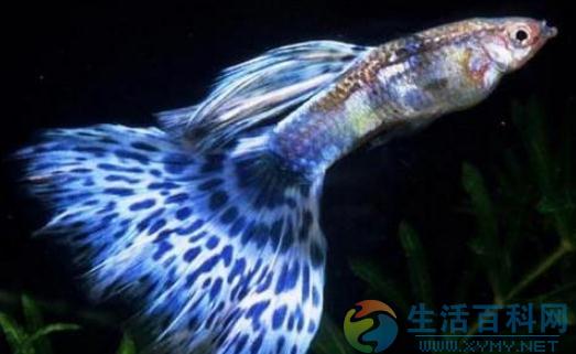 孔雀魚的風水學應用-孔雀魚的魚缸擺放位置