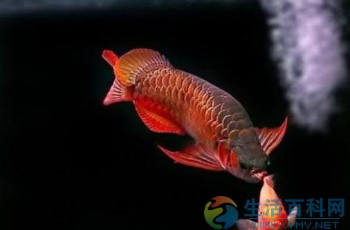 紅龍魚的風水學應用-紅龍魚的魚缸擺放位置