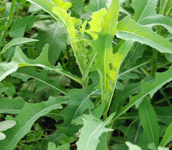 生活小常識：春天來了!這些野菜隨便挖，都是抗癌大王!