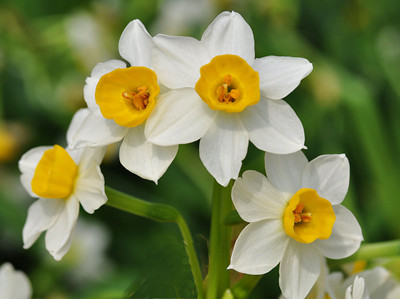 水仙花