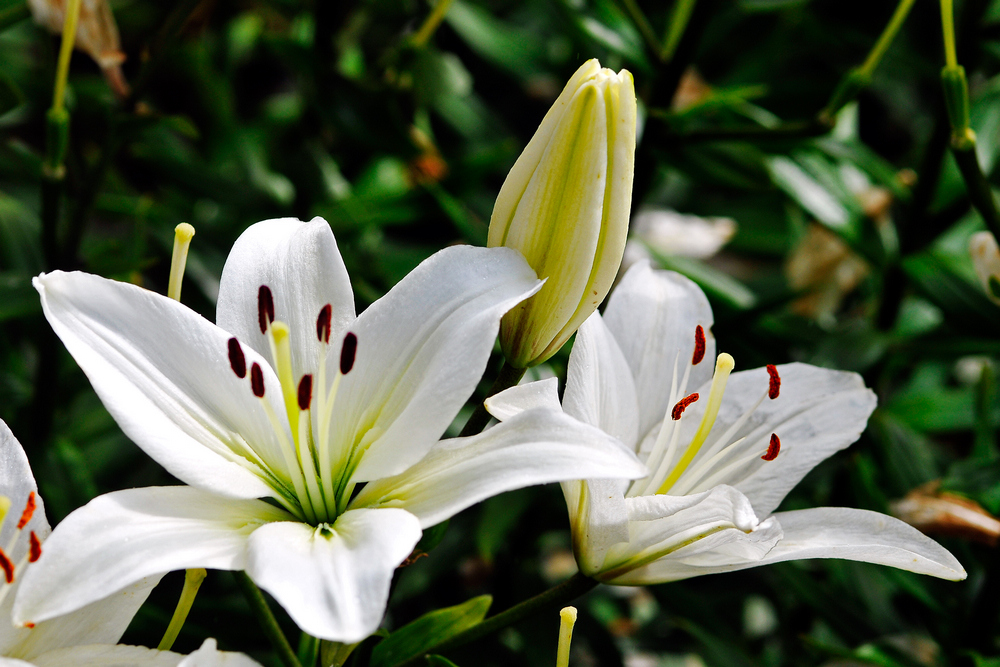 百合花的功效和作用