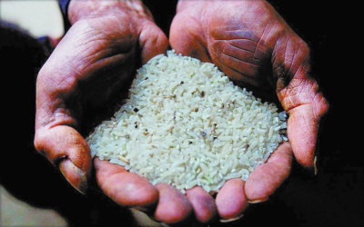 生活小常識：大米發霉了還能吃嗎？大米發霉了怎麼辦_大米發霉預防