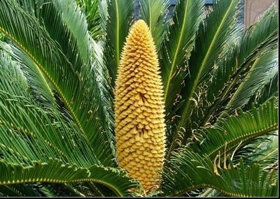 陽台裝修之陽台風水植物揭秘