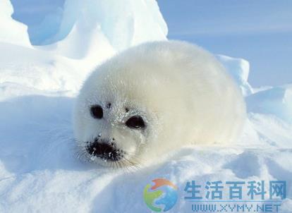 3月1日是什麼節日？國際海豹日是幾月幾日