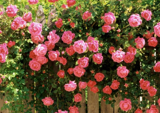 玫瑰顏色的秘密-玫瑰花的含義